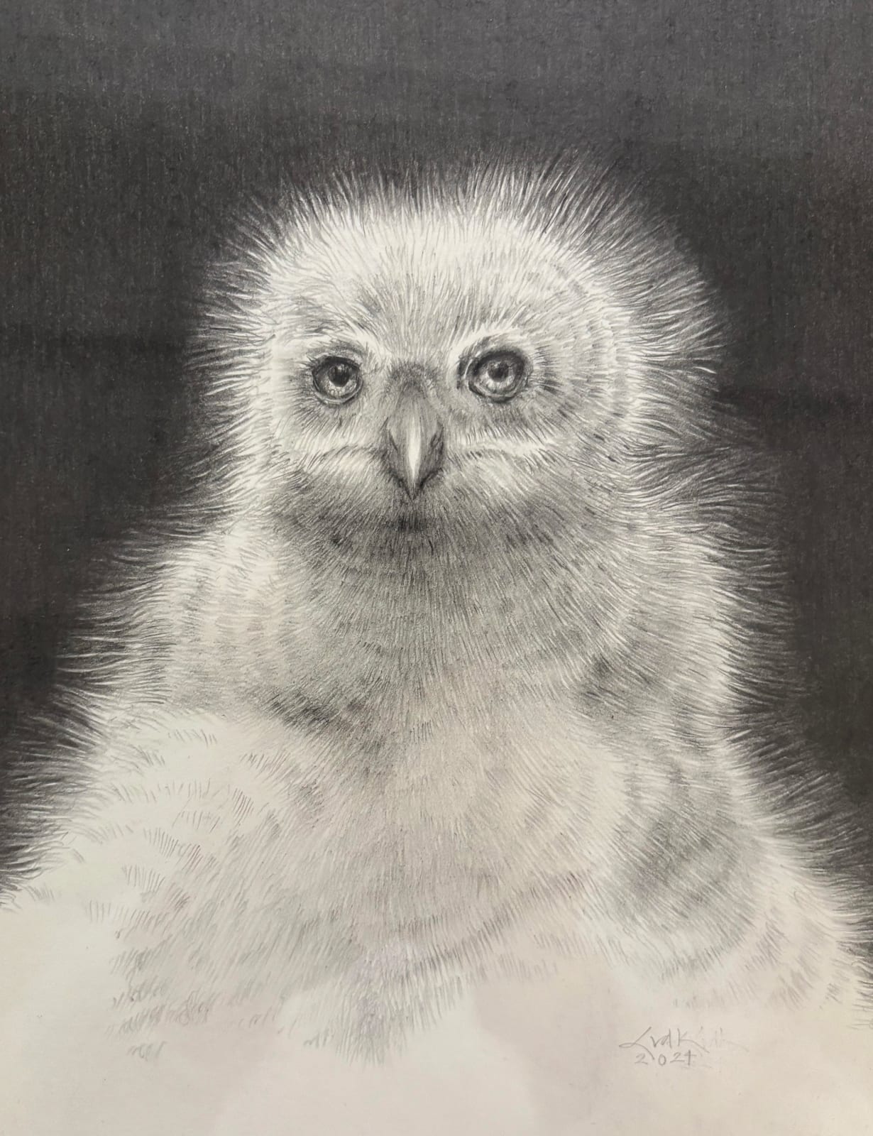 Lolkje van der Kooi, Jonge roofvogel