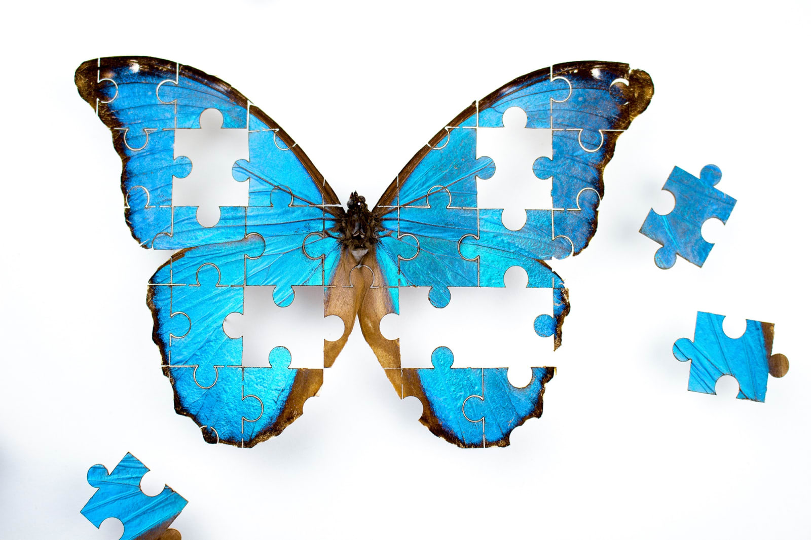 Fiona Parkinson, The Puzzle