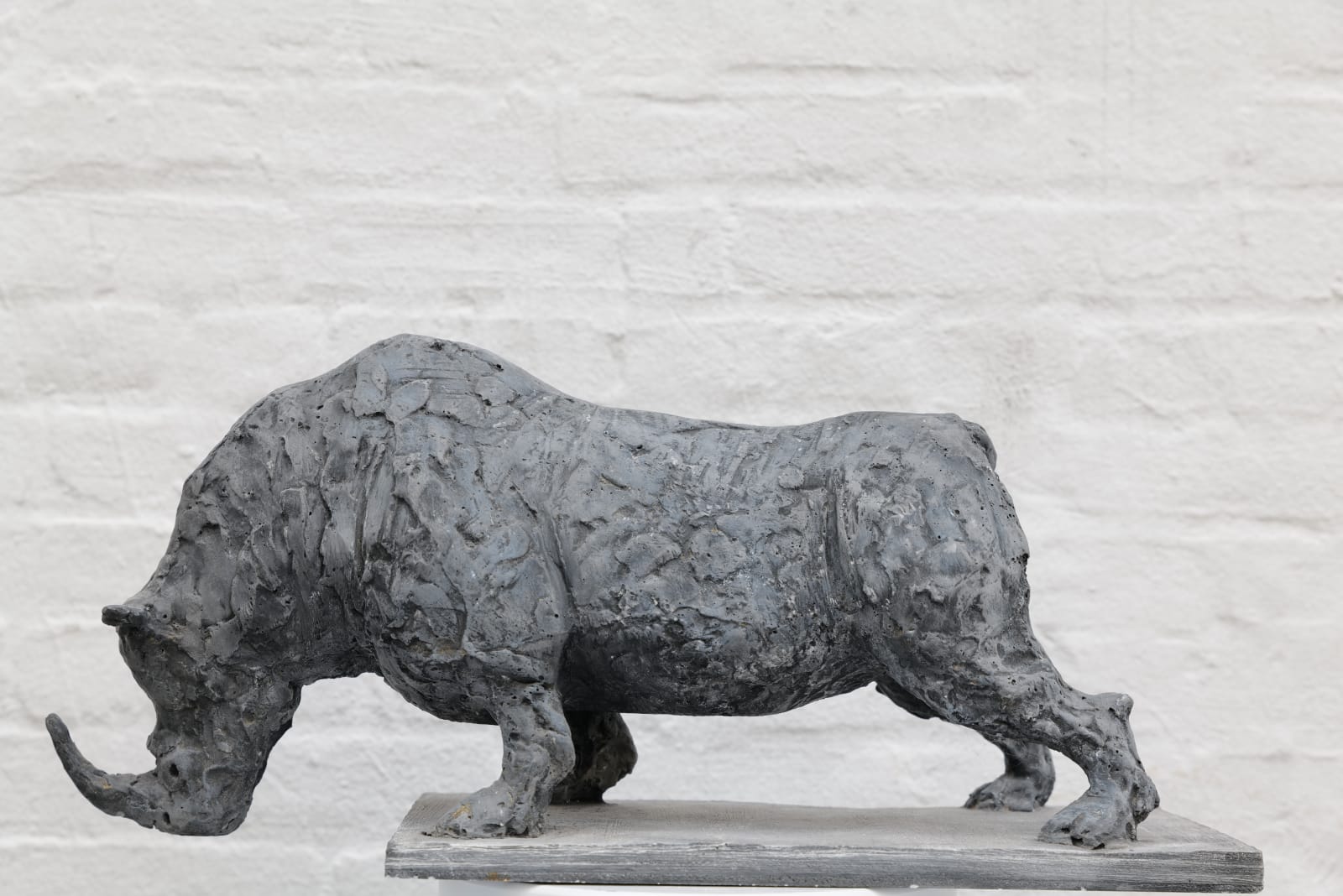 Zura, Northern White Rhino, 2024