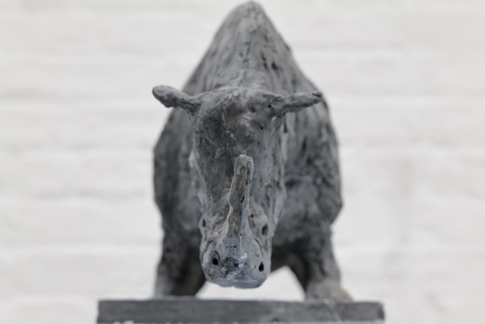 Zura, Northern White Rhino, 2024