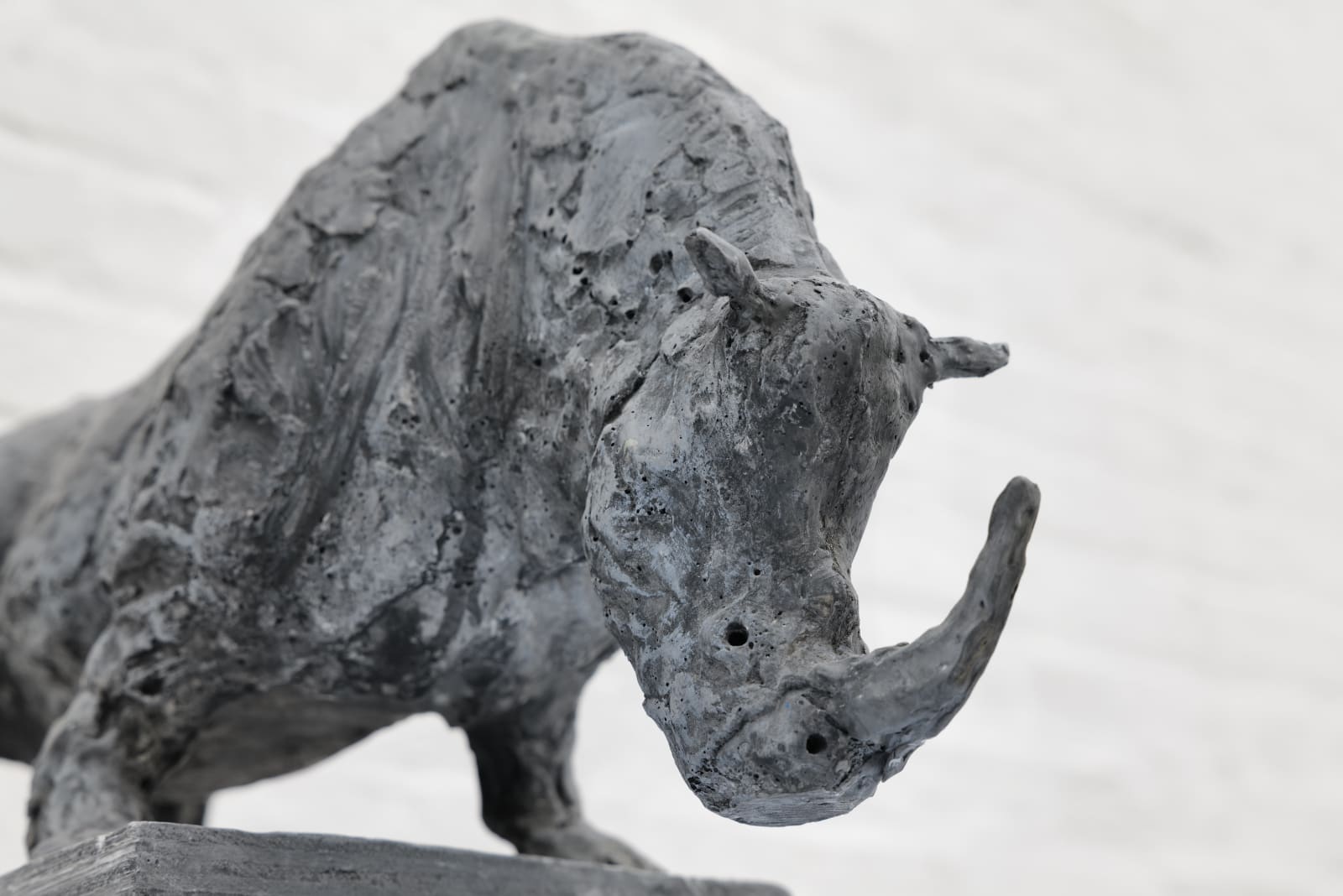 Zura, Northern White Rhino, 2024