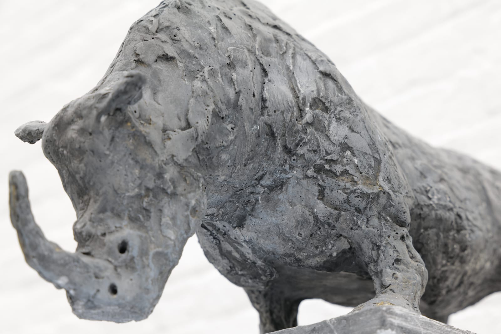 Zura, Northern White Rhino, 2024