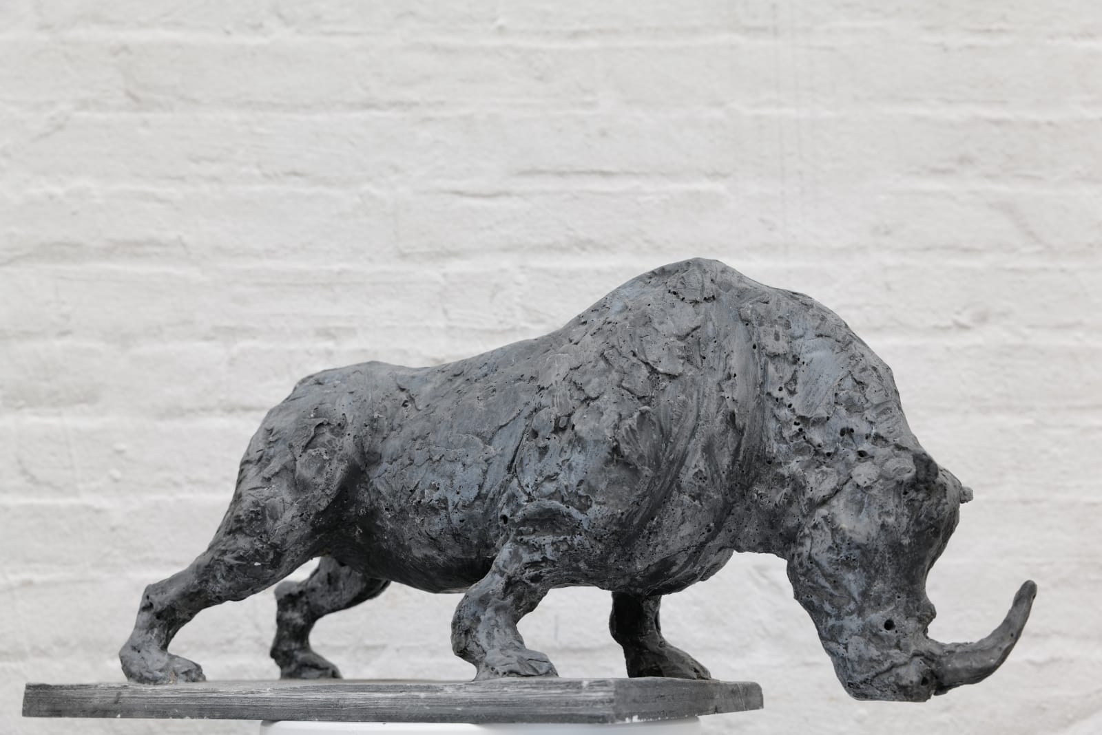 Zura, Northern White Rhino, 2024