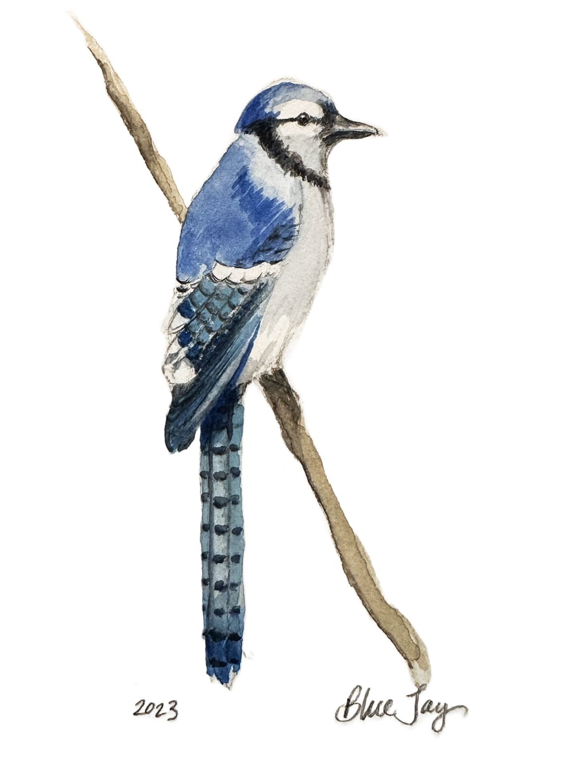 Blue Jay Study II - Limited Edition Print