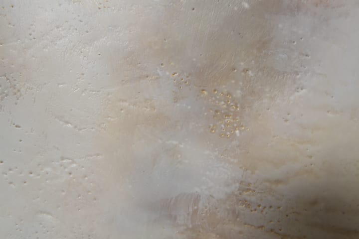 Norah Levine, Full, 2025