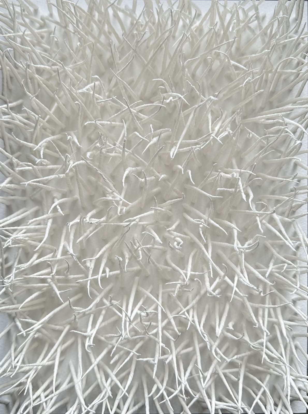 Gleb Skubachevsky, Alien creature, 4, 2024