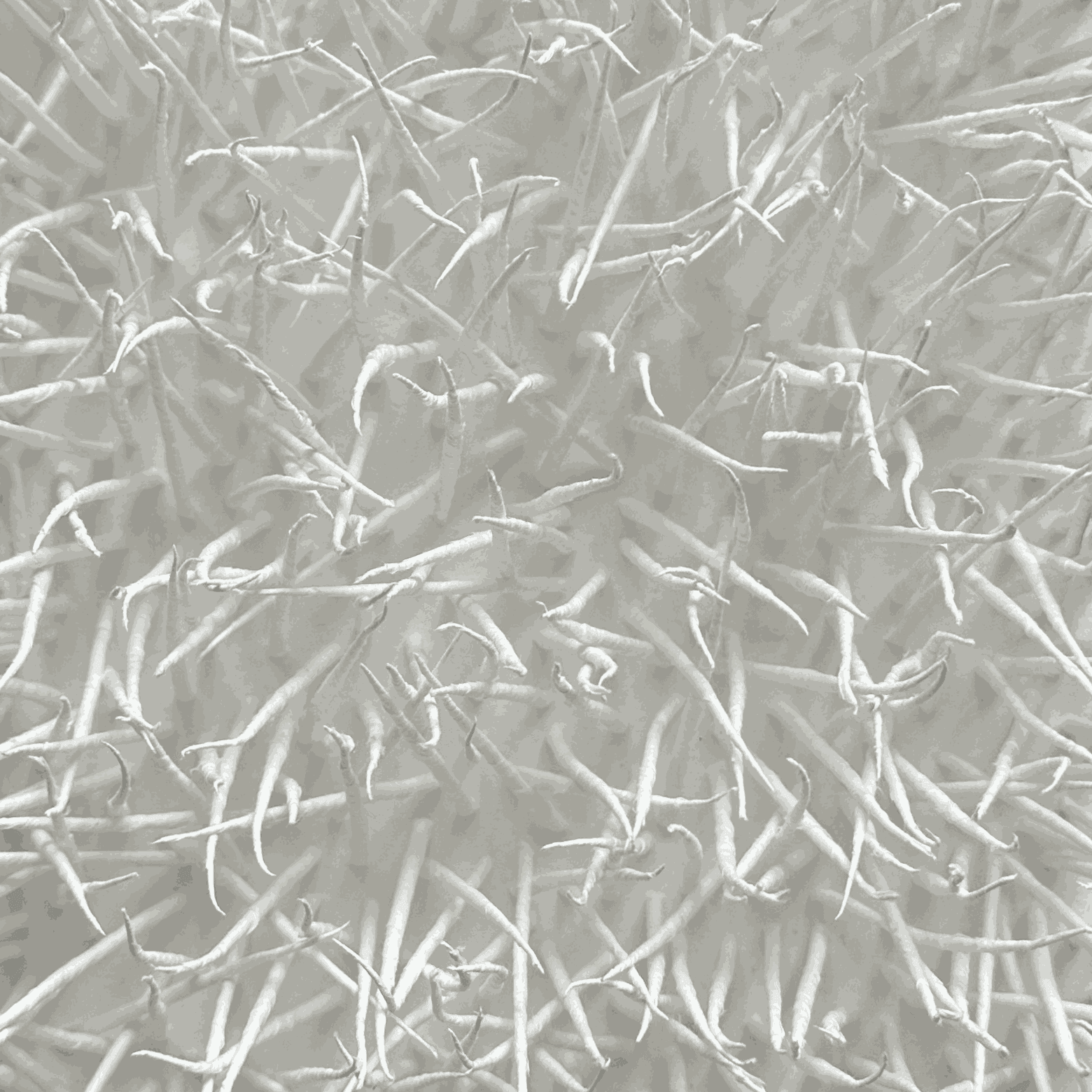 Gleb Skubachevsky, Alien creature, 4, 2024