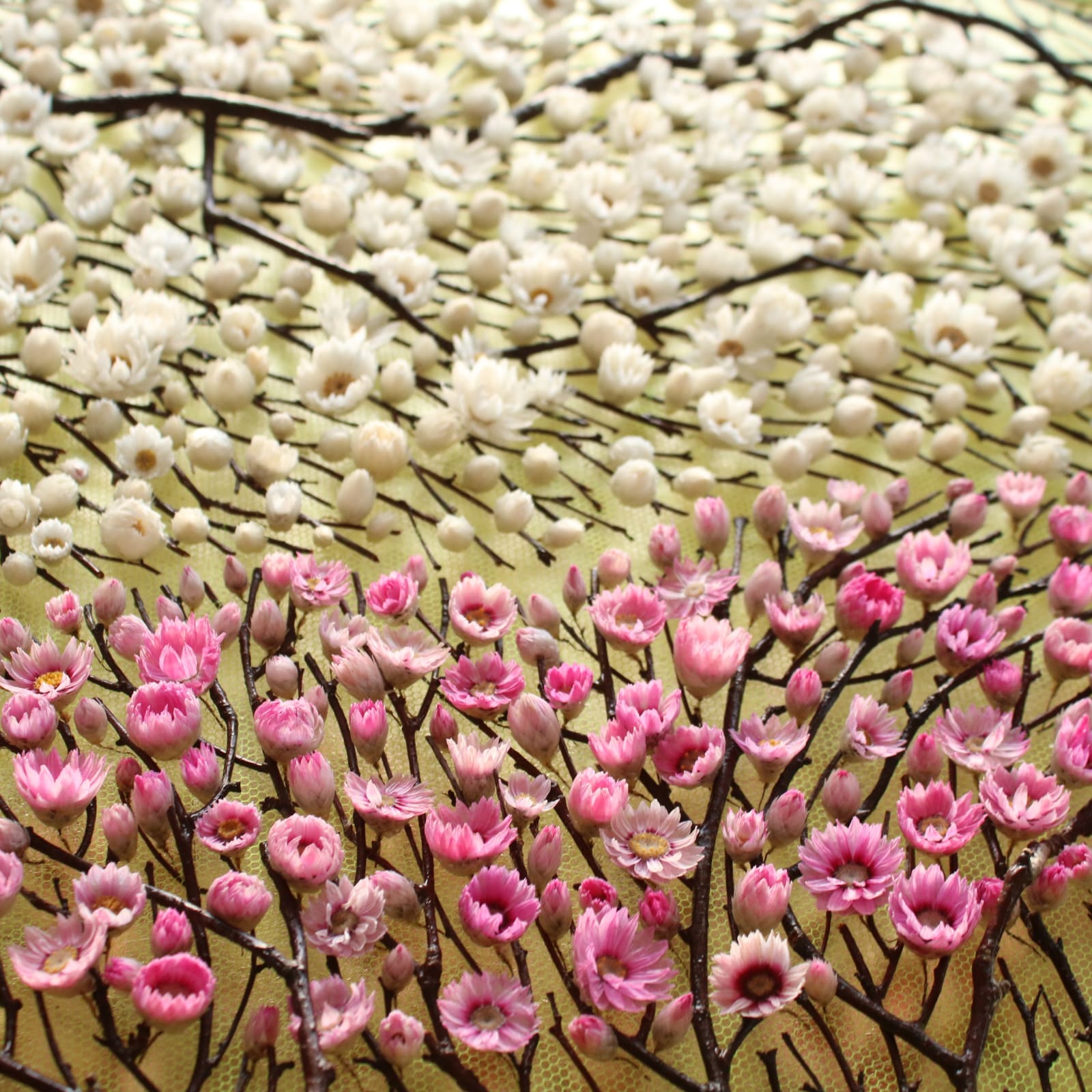 Olga Prinku, Sweet Embrace, 2025