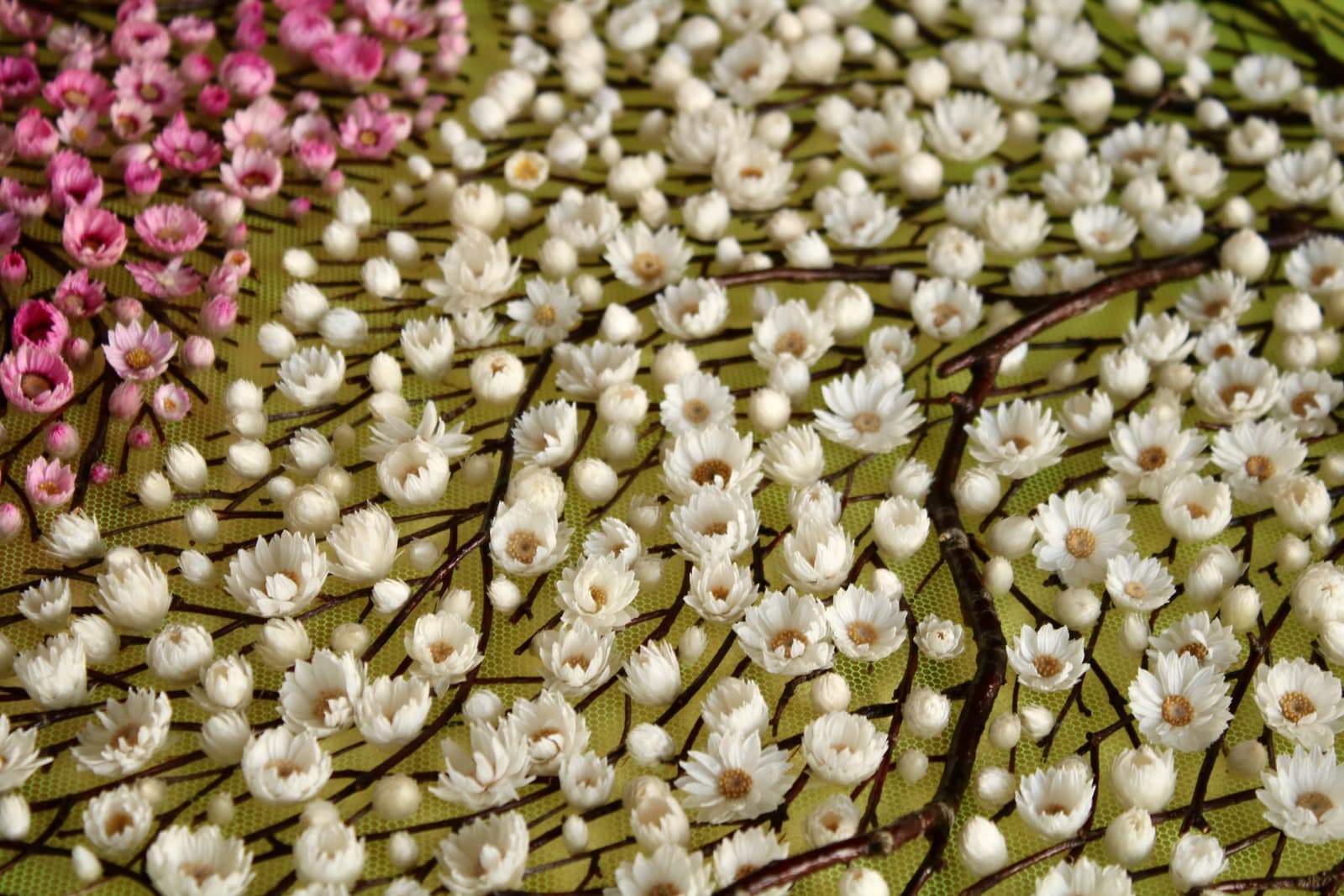 Olga Prinku, Sweet Embrace, 2025