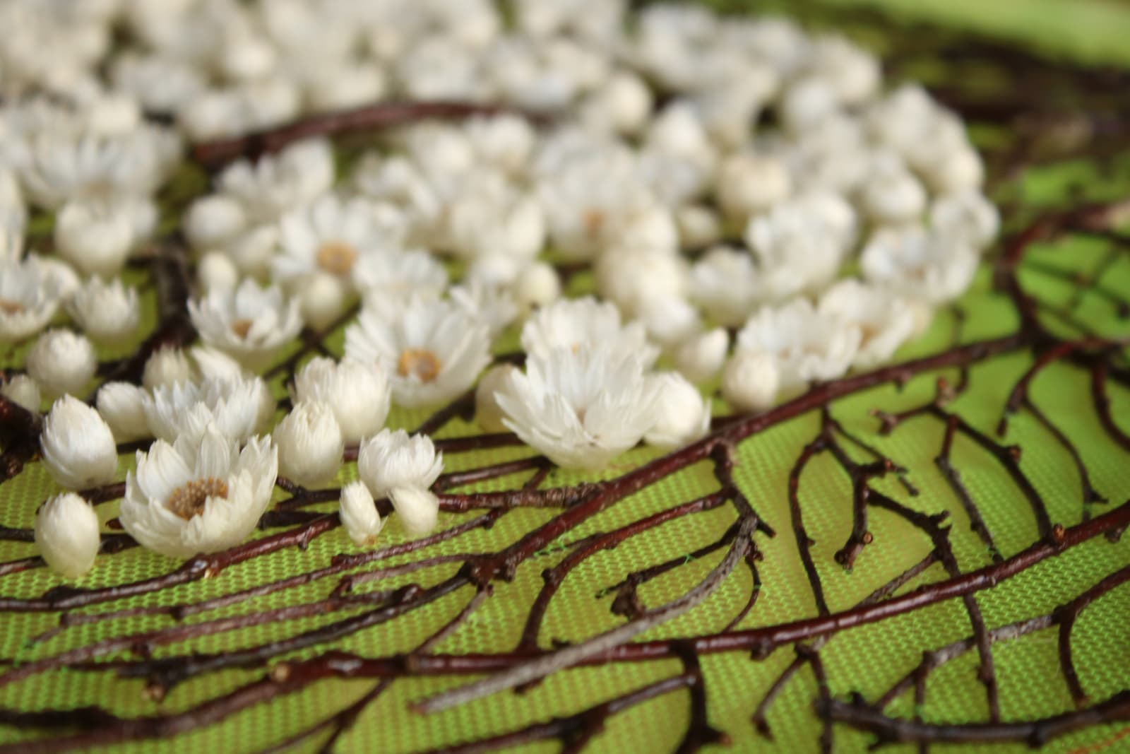 Olga Prinku, Sweet Embrace, 2025