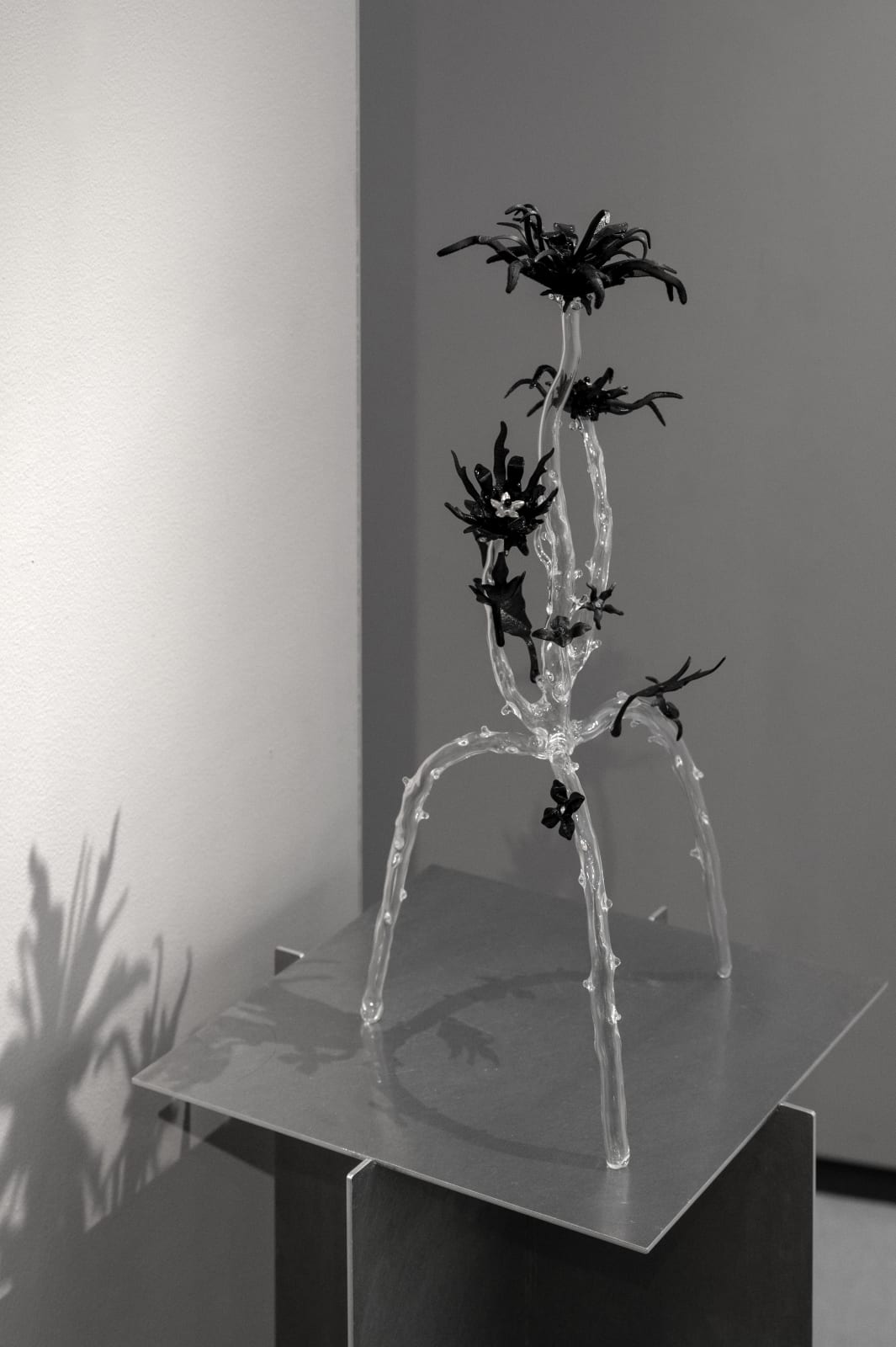 Clara Schweers, Affin Sp.003, 2025