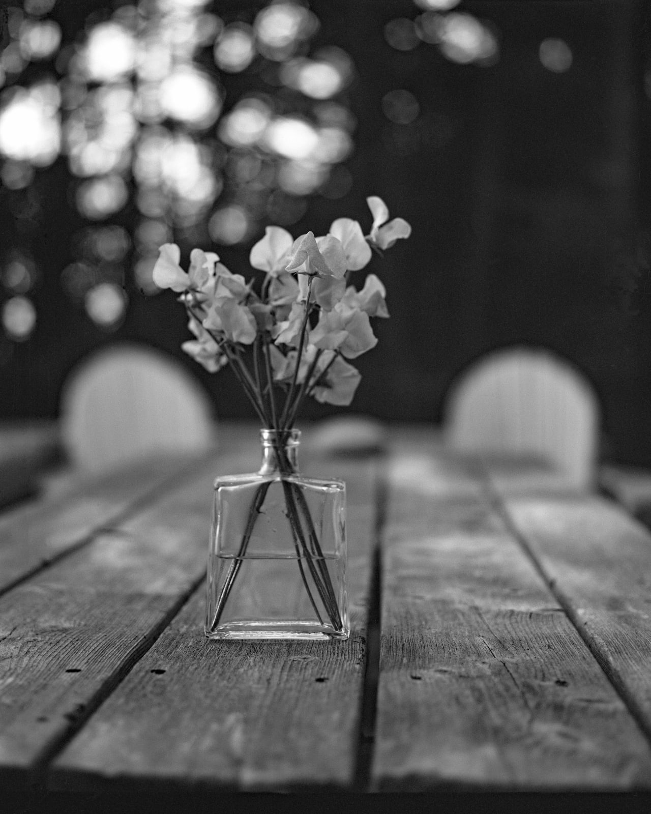 Andrew Martin, Sweet Peas, Morning Breeze, 2025