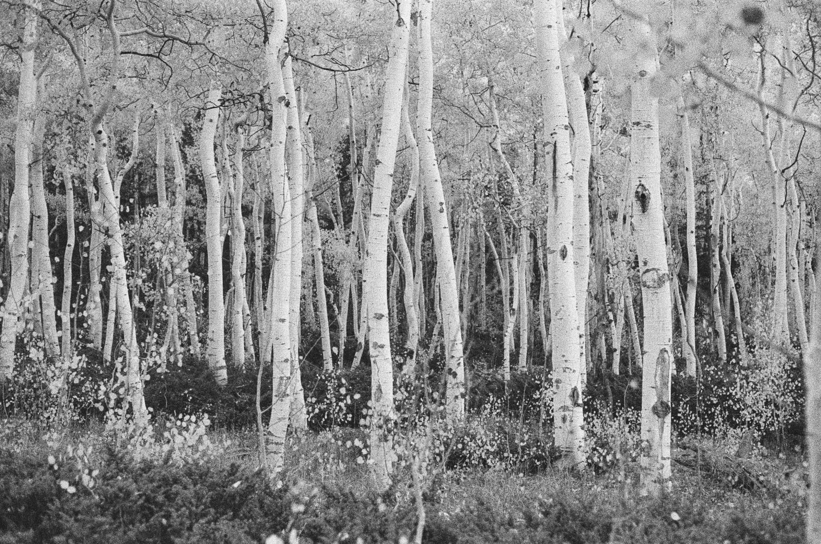 Andrew Martin, Untitled (Fish Lake, 6), 2023