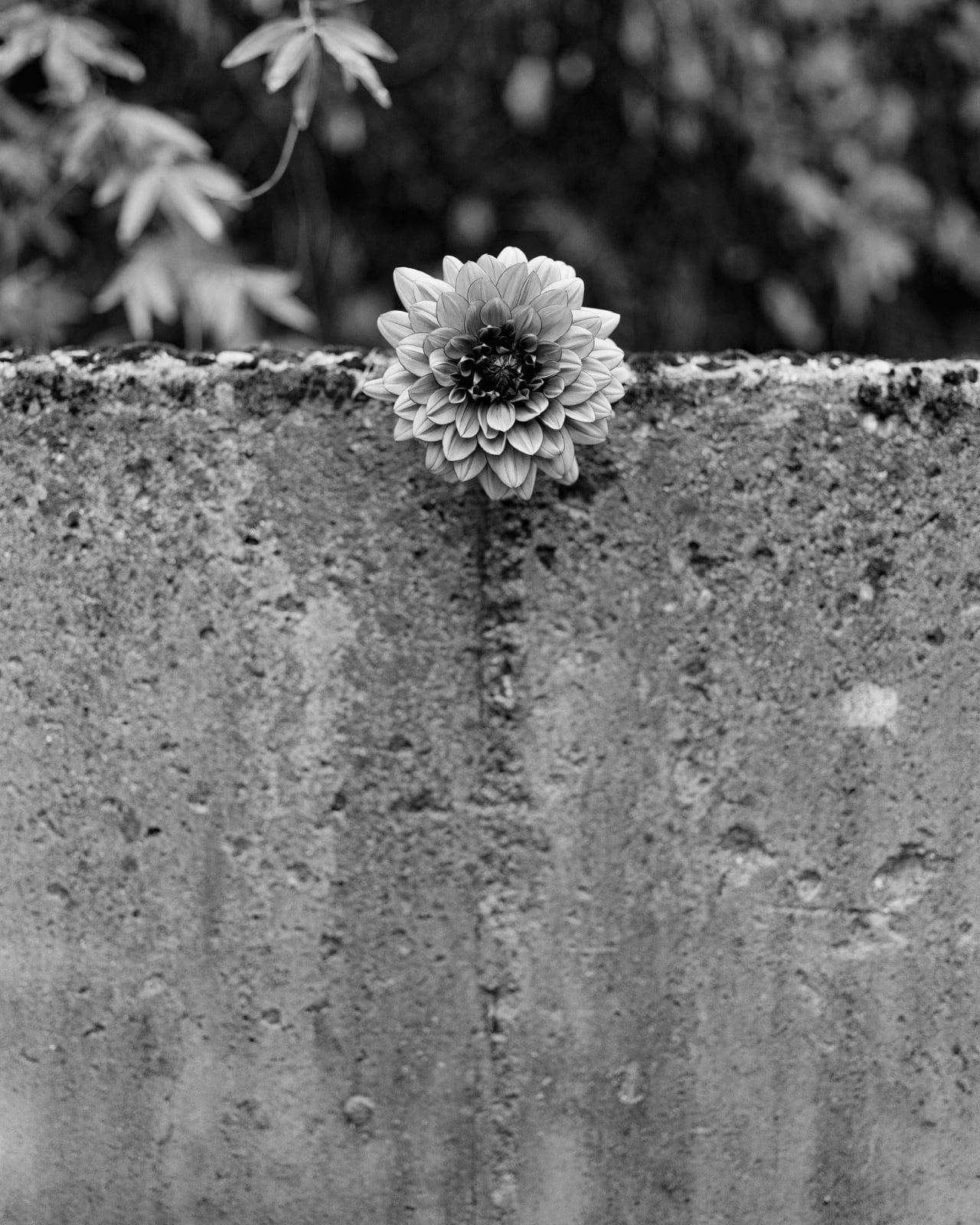 Andrew Martin, The Seventh Dahlia, 2025