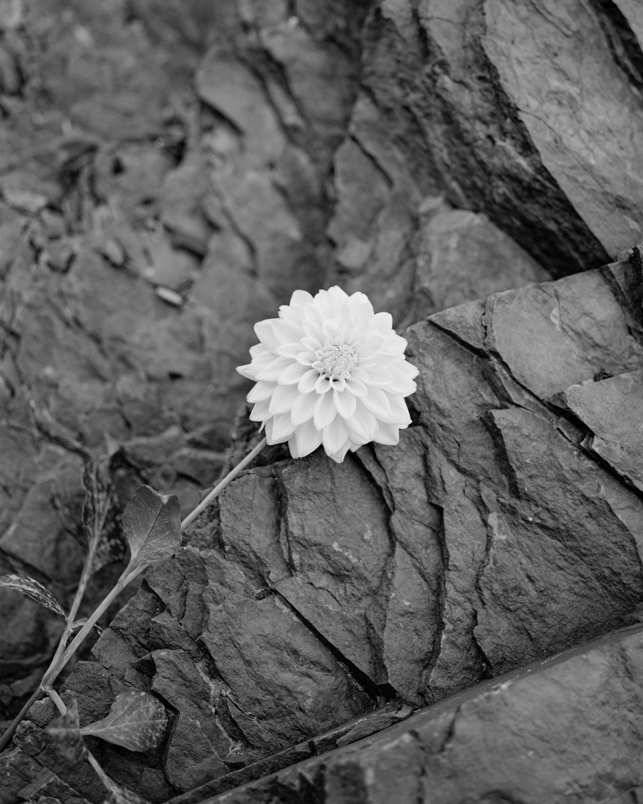 Andrew Martin, Cliffside Dahlia, 2025