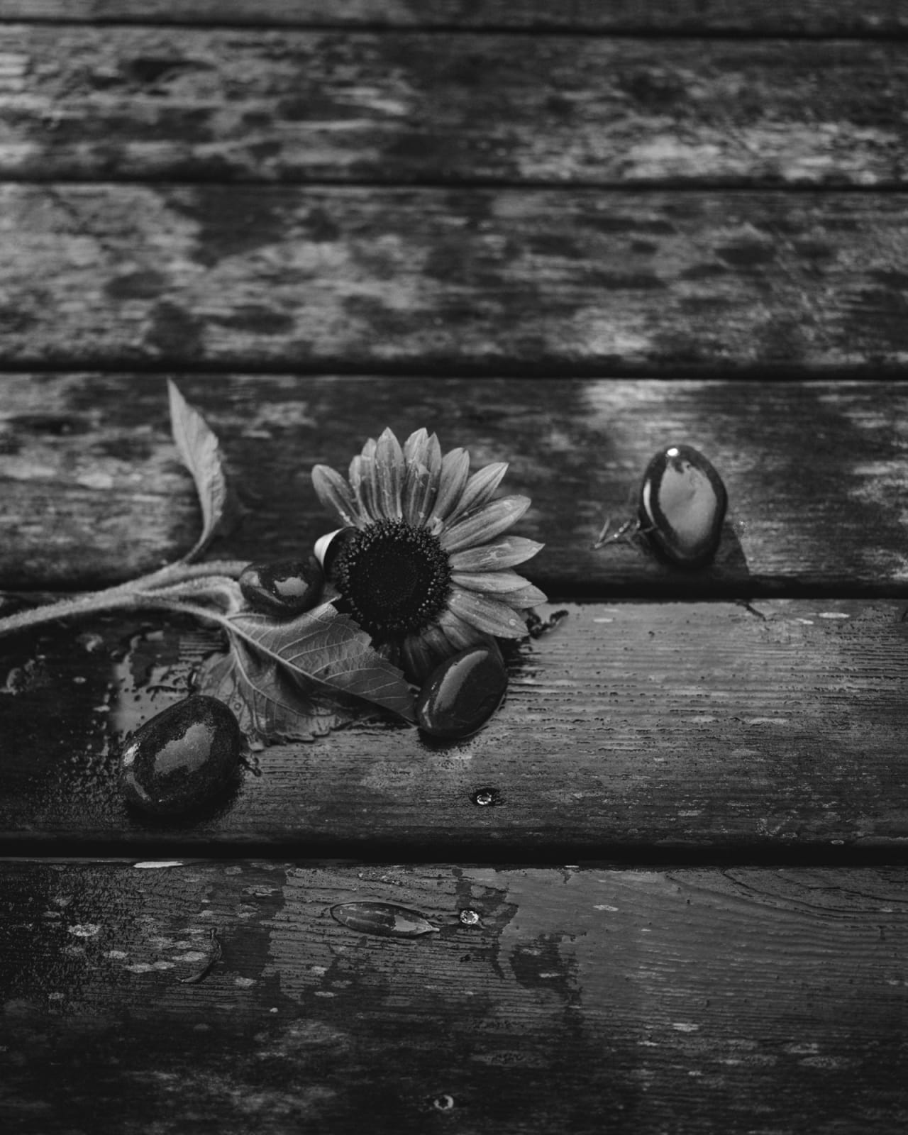 Andrew Martin, Sunflower, Fallen, 2025