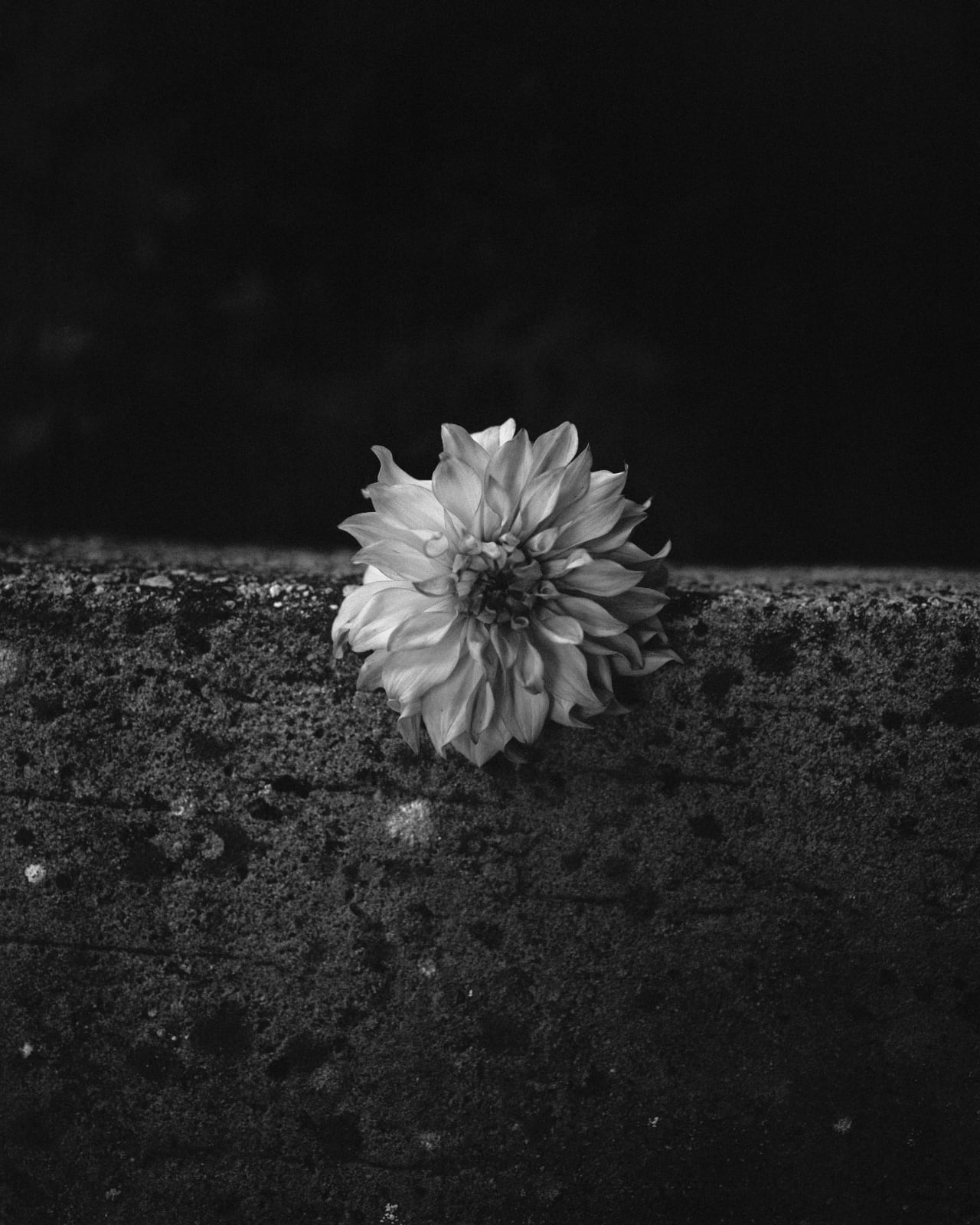 Andrew Martin, Dahlia Under Moonlight, 2025