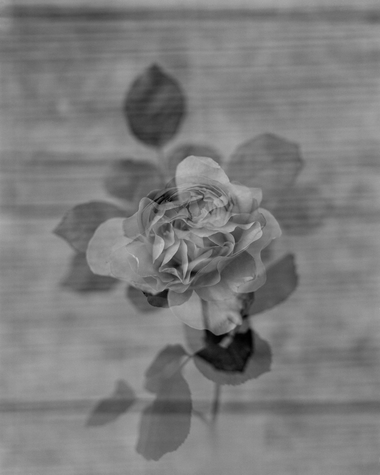 Andrew Martin, Evelyn and Edmund, 2025