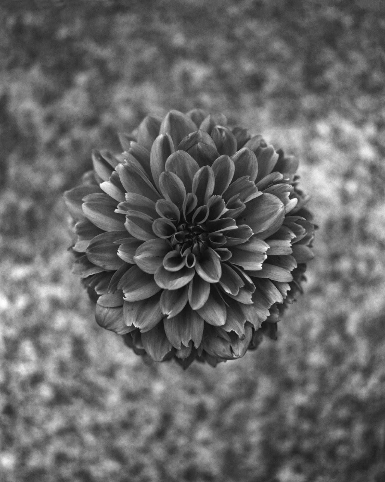 Andrew Martin, Dahlia, Eaten, 2025