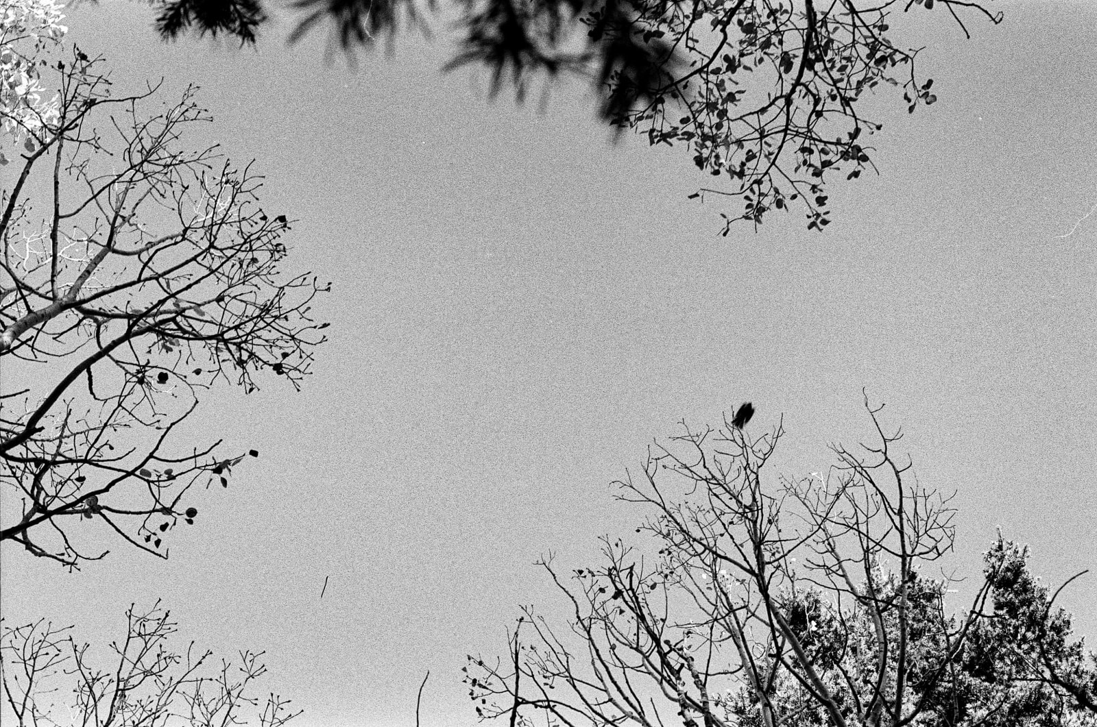 Andrew Martin, Untitled (Fish Lake, 5), 2023