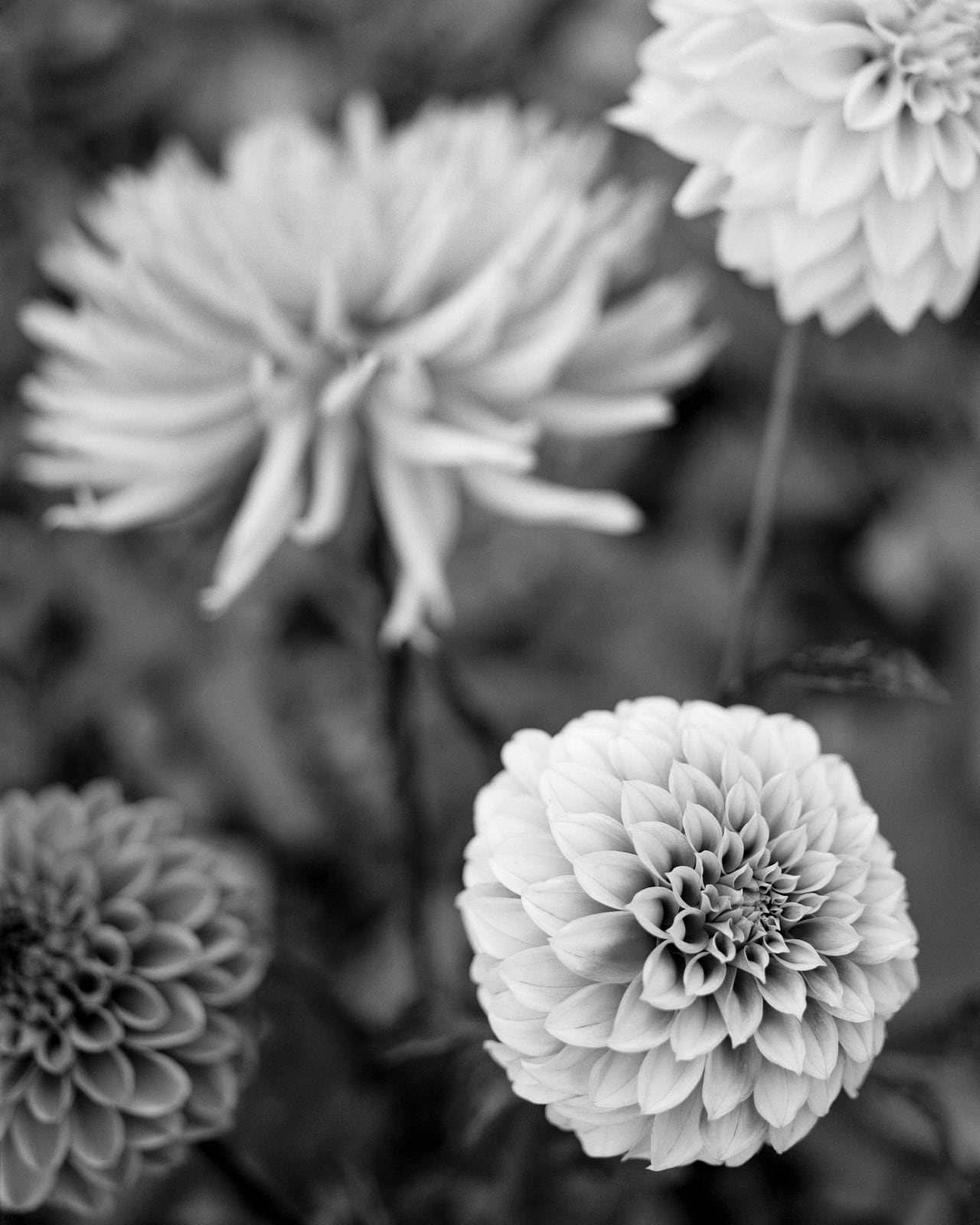 Andrew Martin, Four Dahlias, 2025