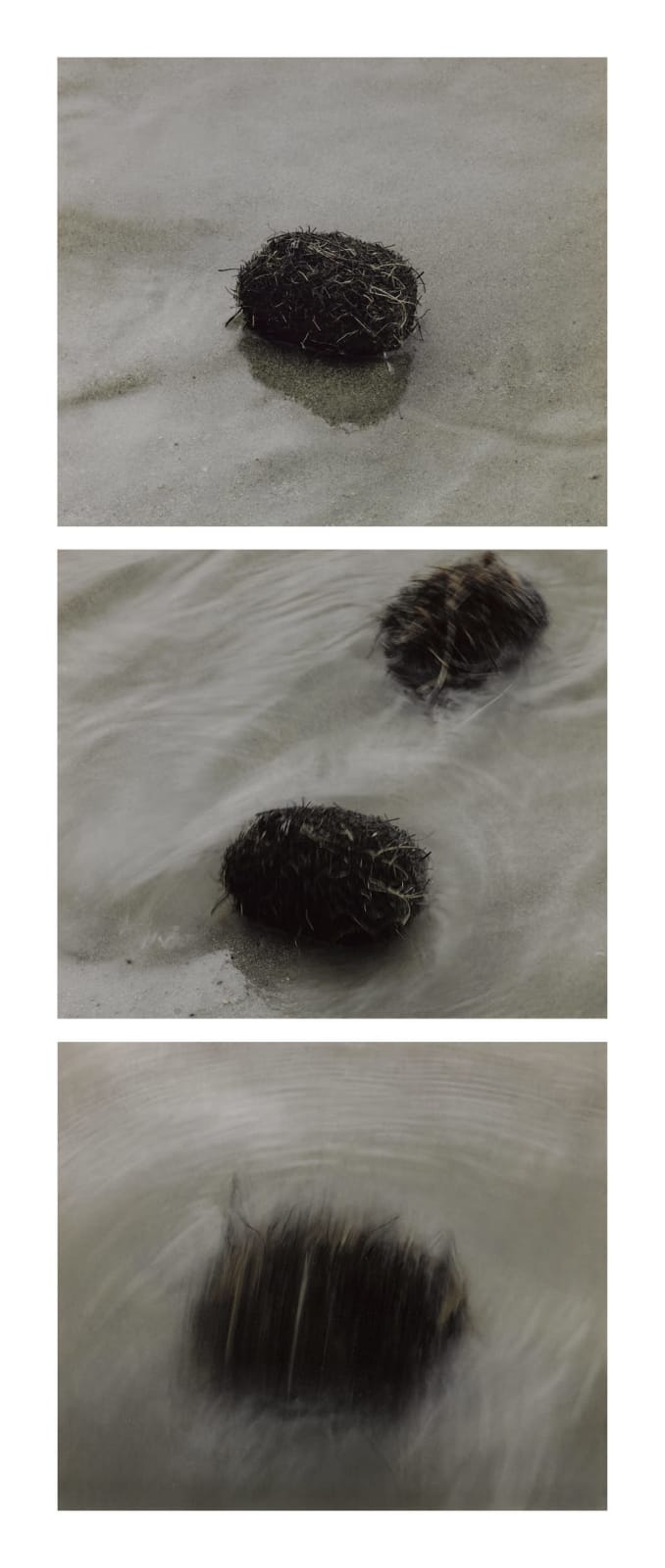 Linda Ruttelynck, Bogseeds near Kilgalligan, 2005
