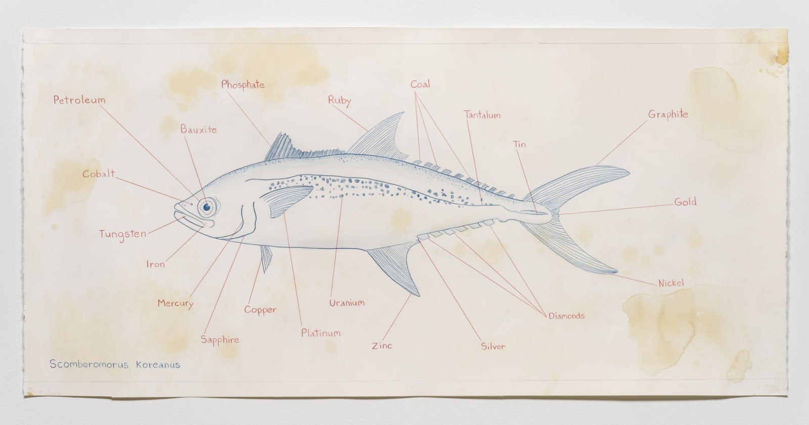 Mark Dion, Scomberomorus Koreanus, 2021