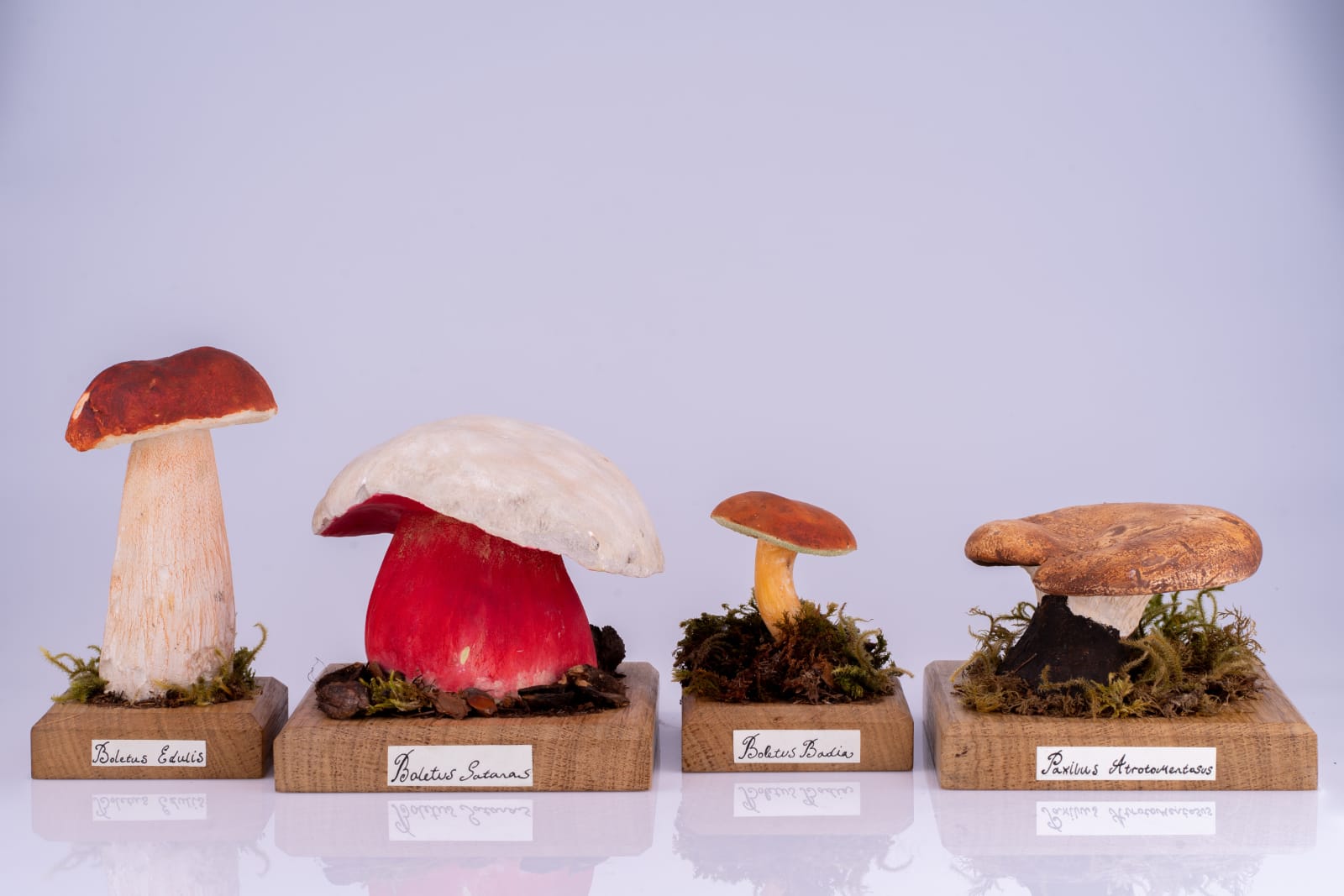 Four unique and scientifically correct wild mushroom models