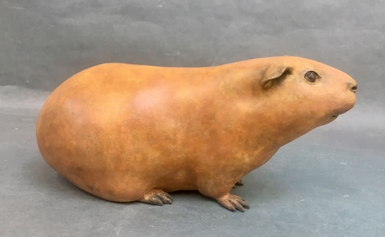 Dido Crosby, Agouti Guinea Pig