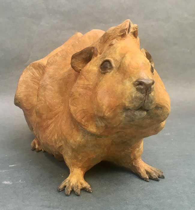 Dido Crosby, Abyssinian Guinea Pig