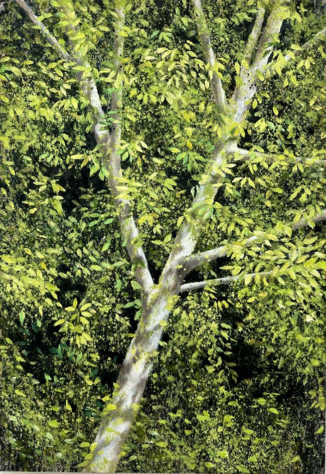 David Edmond, Walnut Tree (Spring)