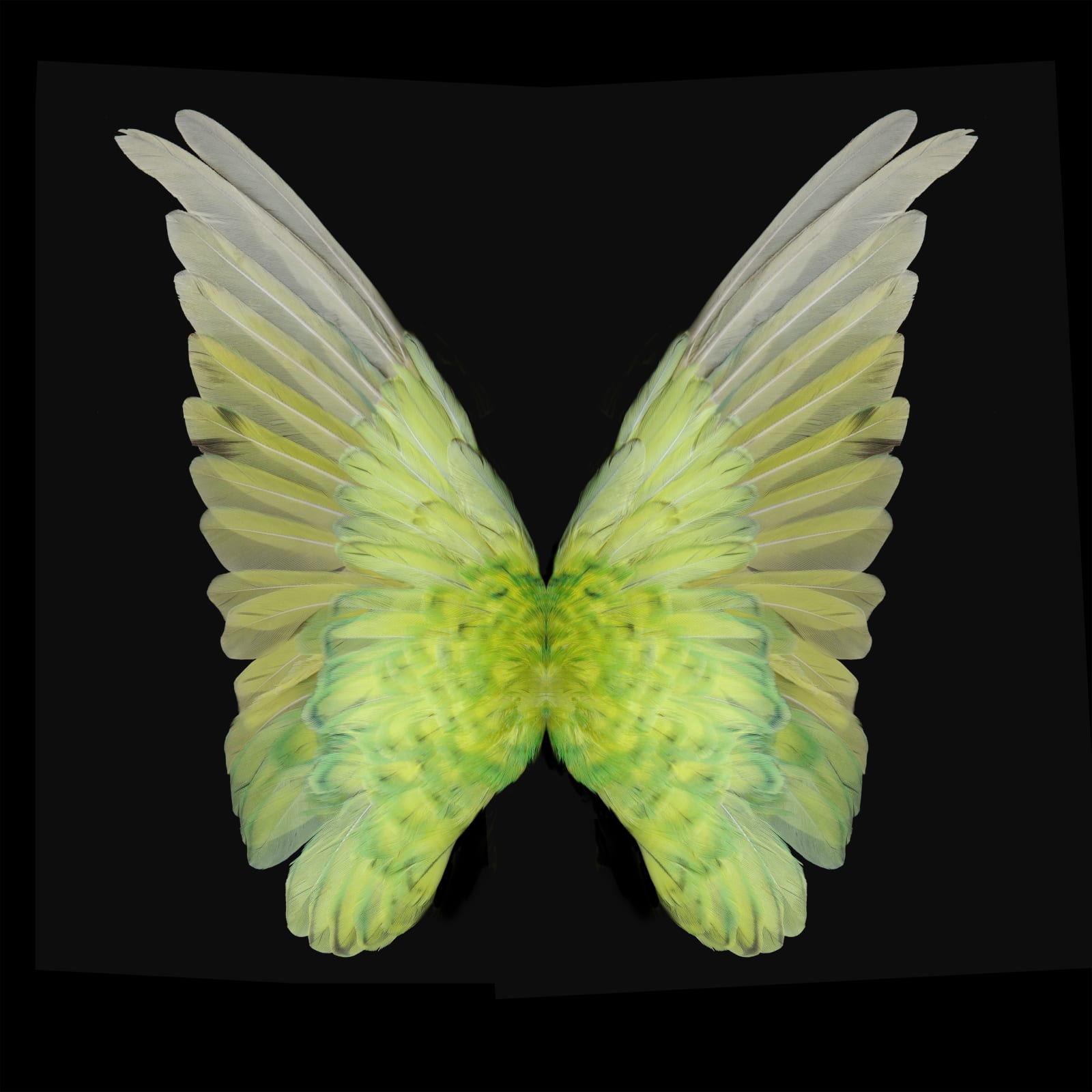 Gareth Hayward , New Species 6