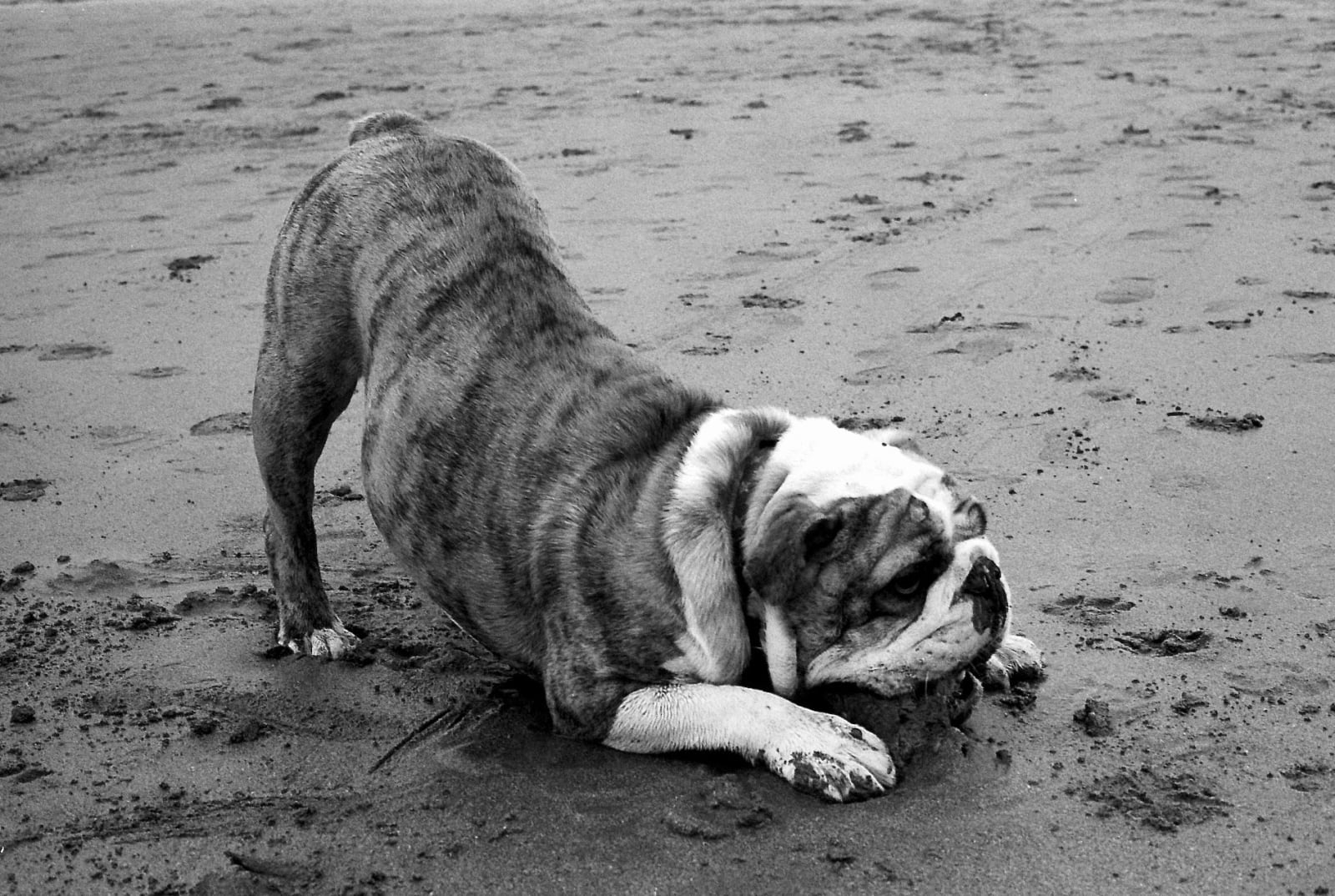 Caroline Marrack, Dogdom - Summerleaze, Bude, 2018
