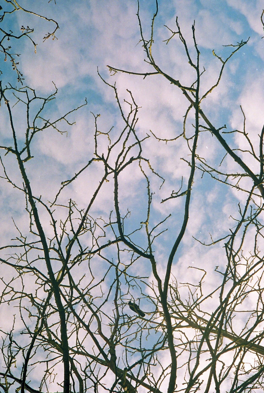Caroline Marrack, Perch, 2021