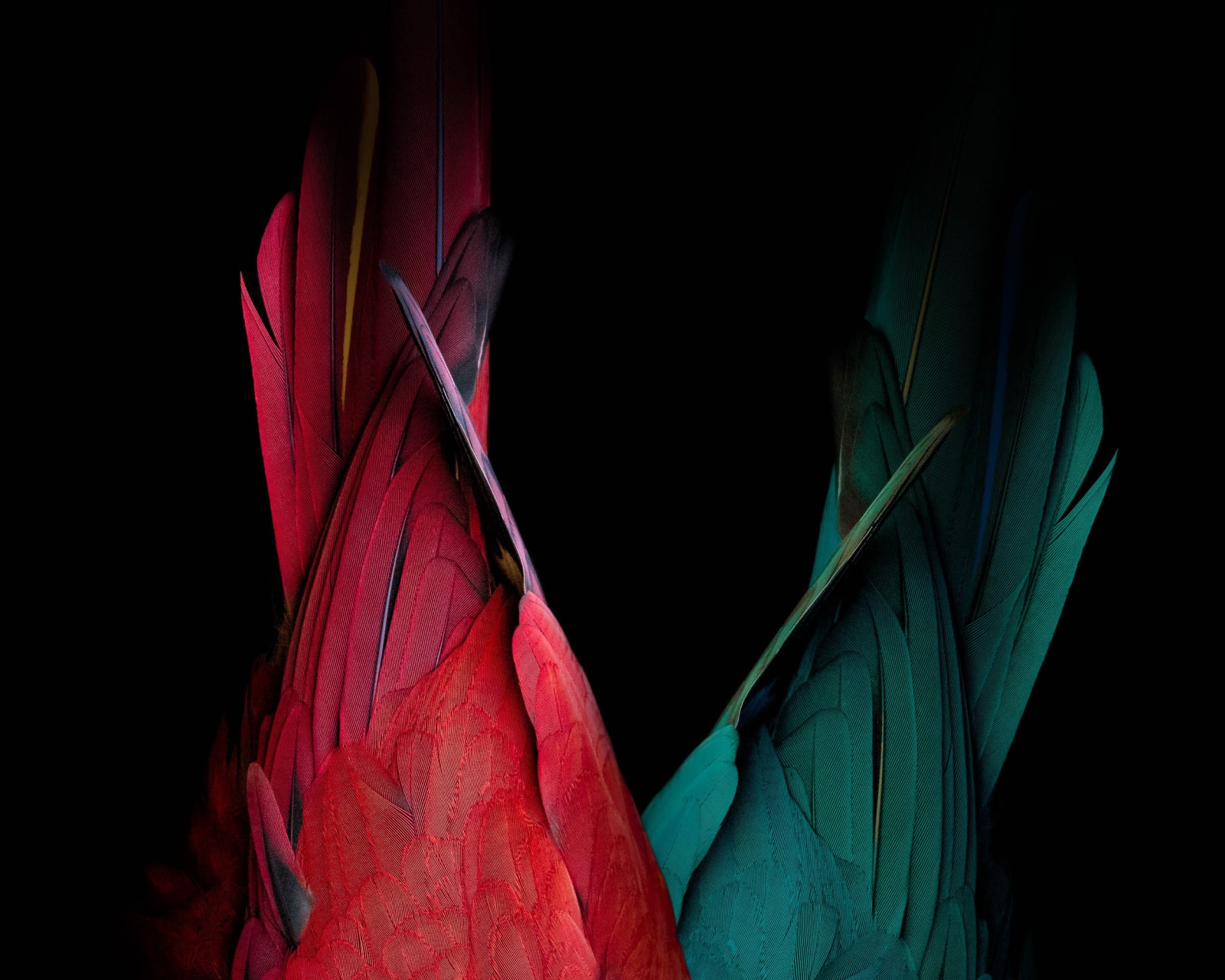 Tom Leighton, AVIARY IIII, 2021
