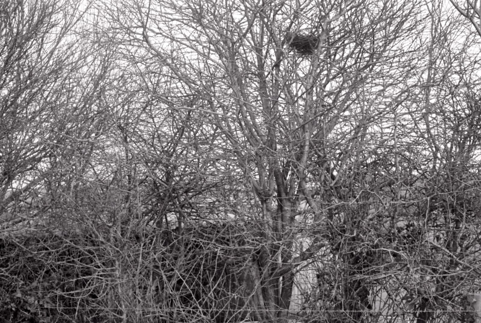 Caroline Marrack, The burn field - winter, 2021