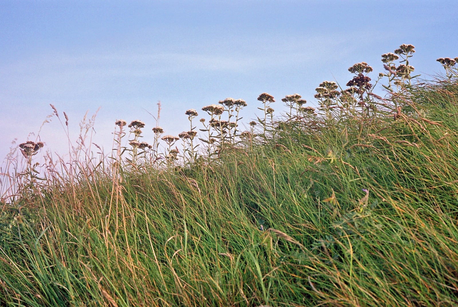 Caroline Marrack, Headland, late summer #1, 2020