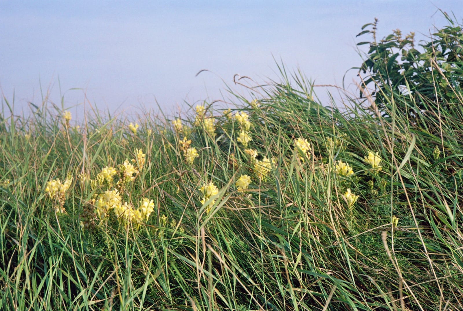 Caroline Marrack, Headland, late summer #2, 2020