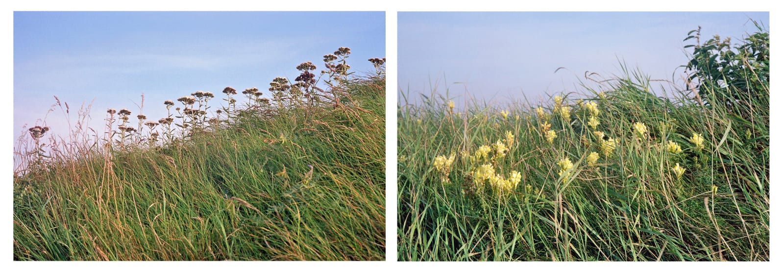 Caroline Marrack, Headland, late summer #2, 2020