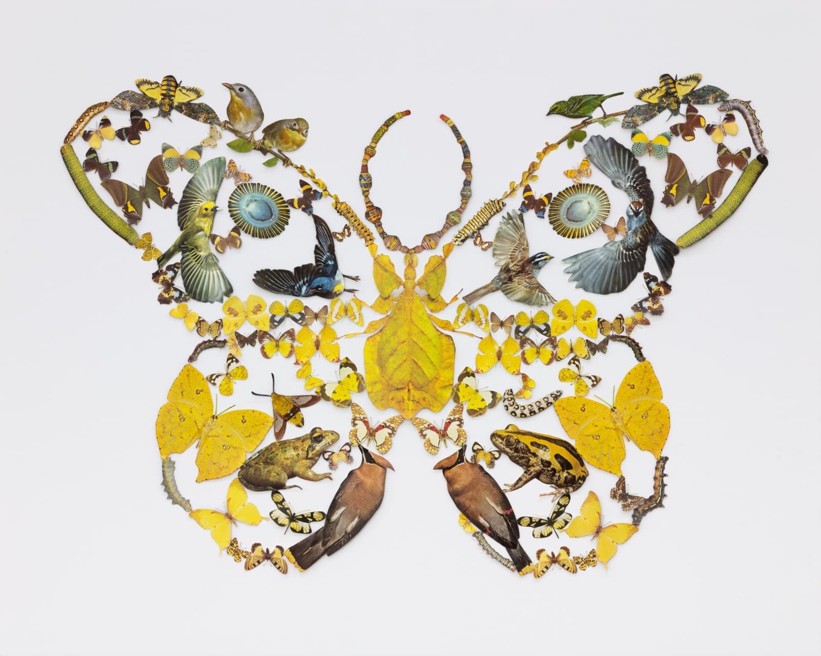 Jennifer Murphy, Walking Leaf Butterfly, 2022