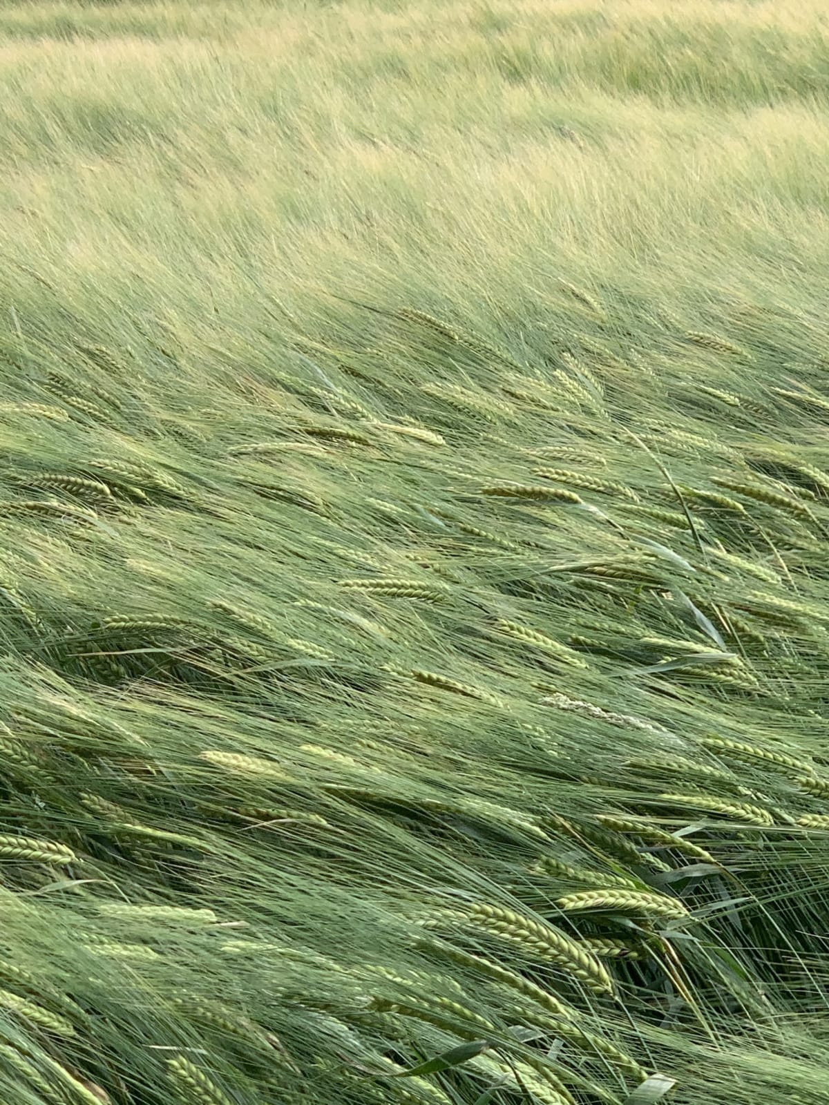 Wendy Bell, Where is the wind?, 2024
