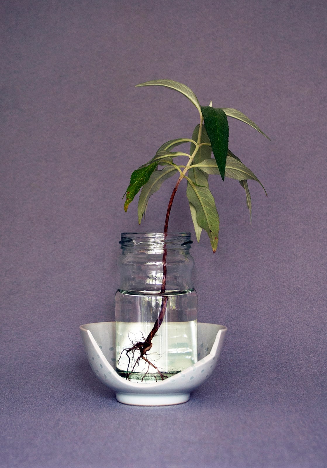 Polly Cruse, Rooted, 2022