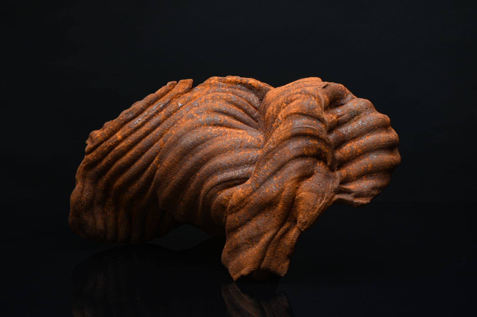 James Evans, Contorted Furrows, 2021