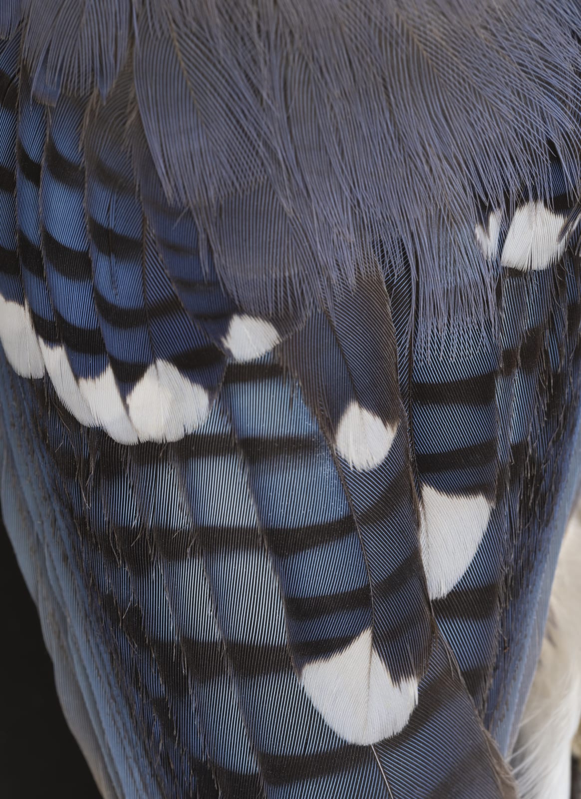 Thaddeus Holownia, Blue Jay, 2022.