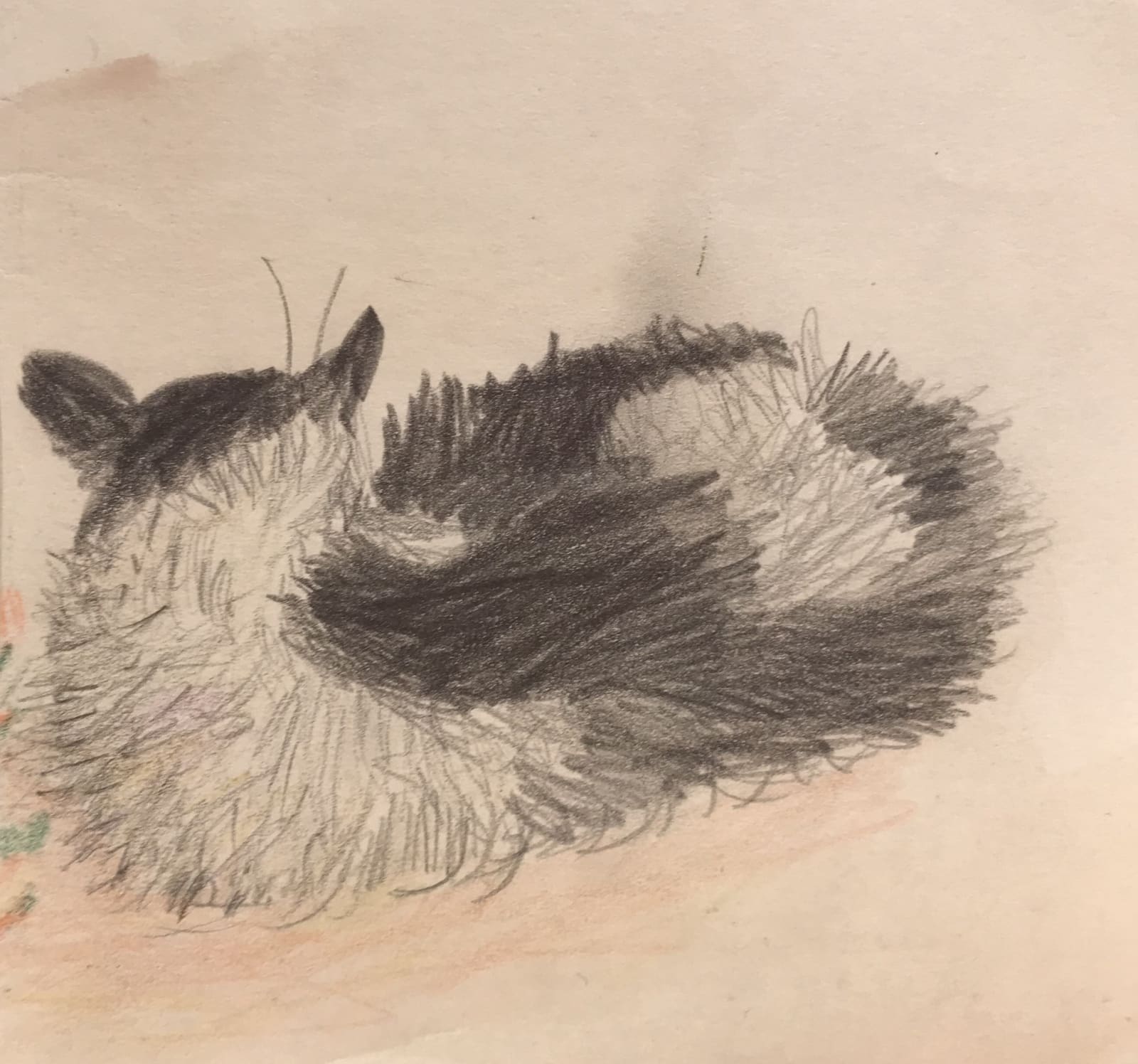 Mary Newcomb, Cat