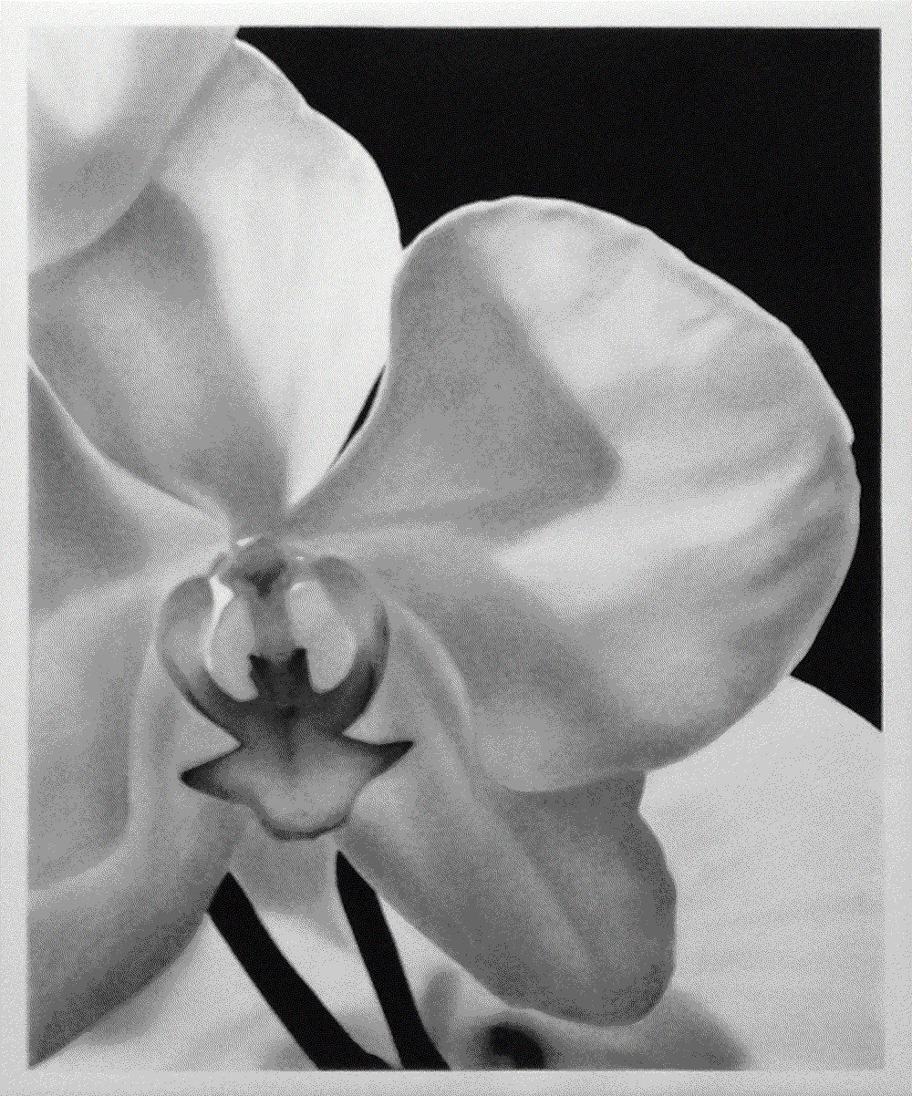 Valentin van der Meulen, Orchid lll, 2017