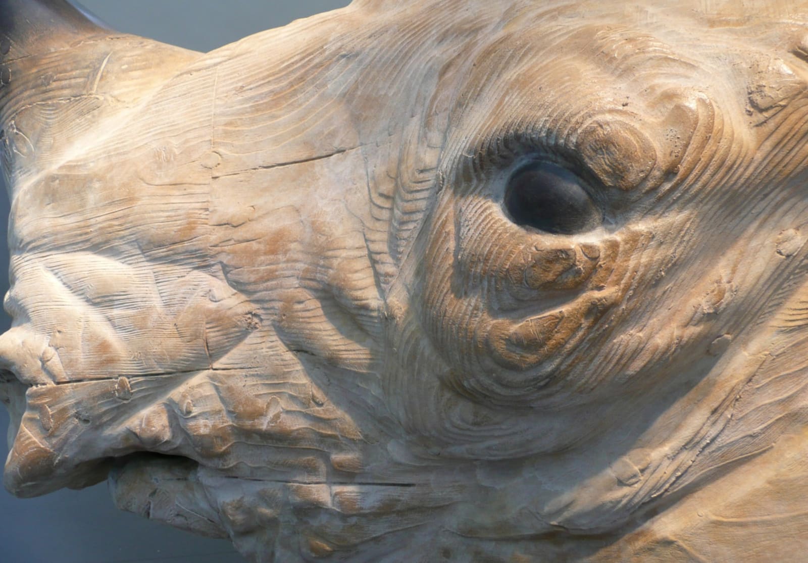 Quentin Garel, RHINOCEROS, 2012