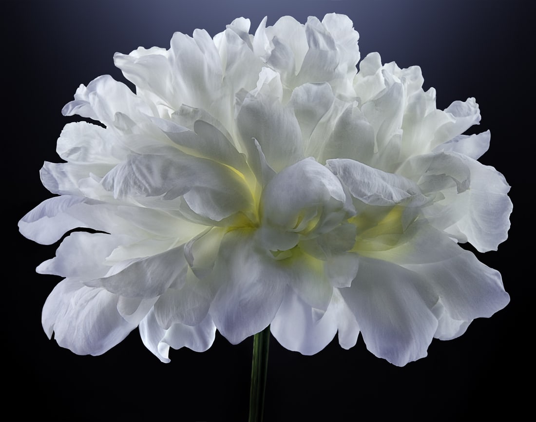 Parish Kohanim , Luminescent White Peony, 2024 - 2025