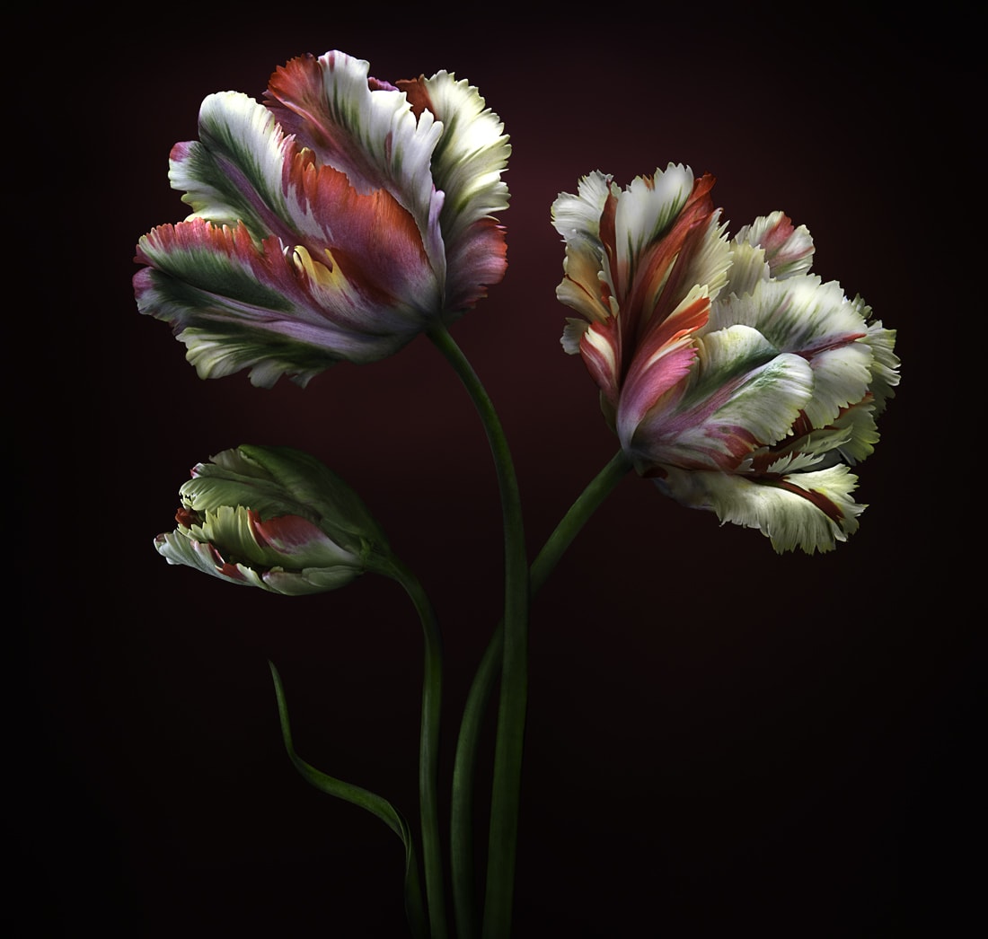 Parish Kohanim, Parrot Tulips , 2024 - 2025