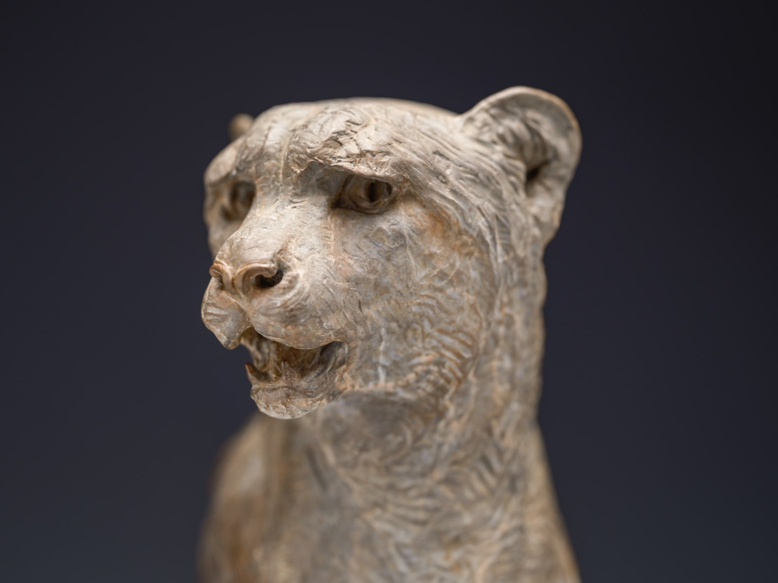 Richard MacDonald, Cheetah Bust, Atelier, 2024